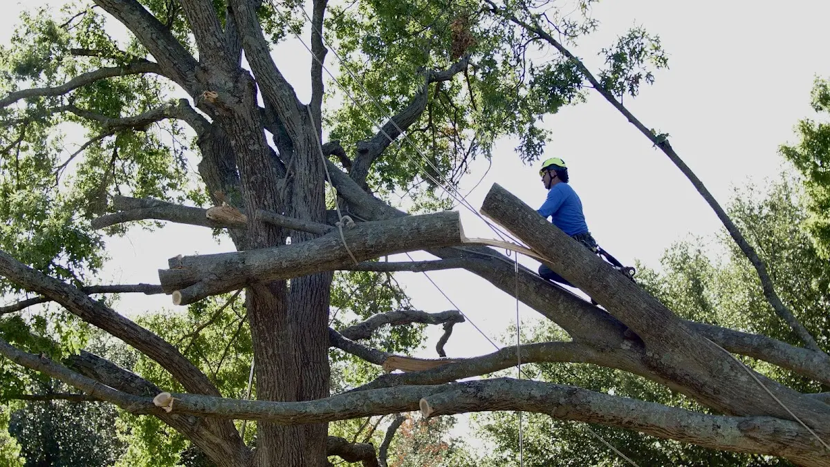 Professional Hazardous Tree Removal performed by certified arborists in Hobart
